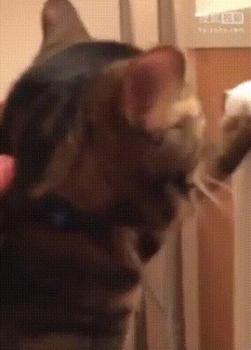 一π多吃，看看你是哪种吃π方式？