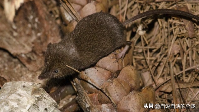 乌鸦为什么是外星人,外星人至今还未出现的5大原因