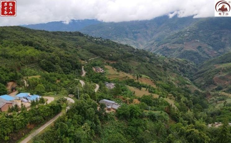 普洱市镇沅八大名茶,镇沅马邓茶去哪家买