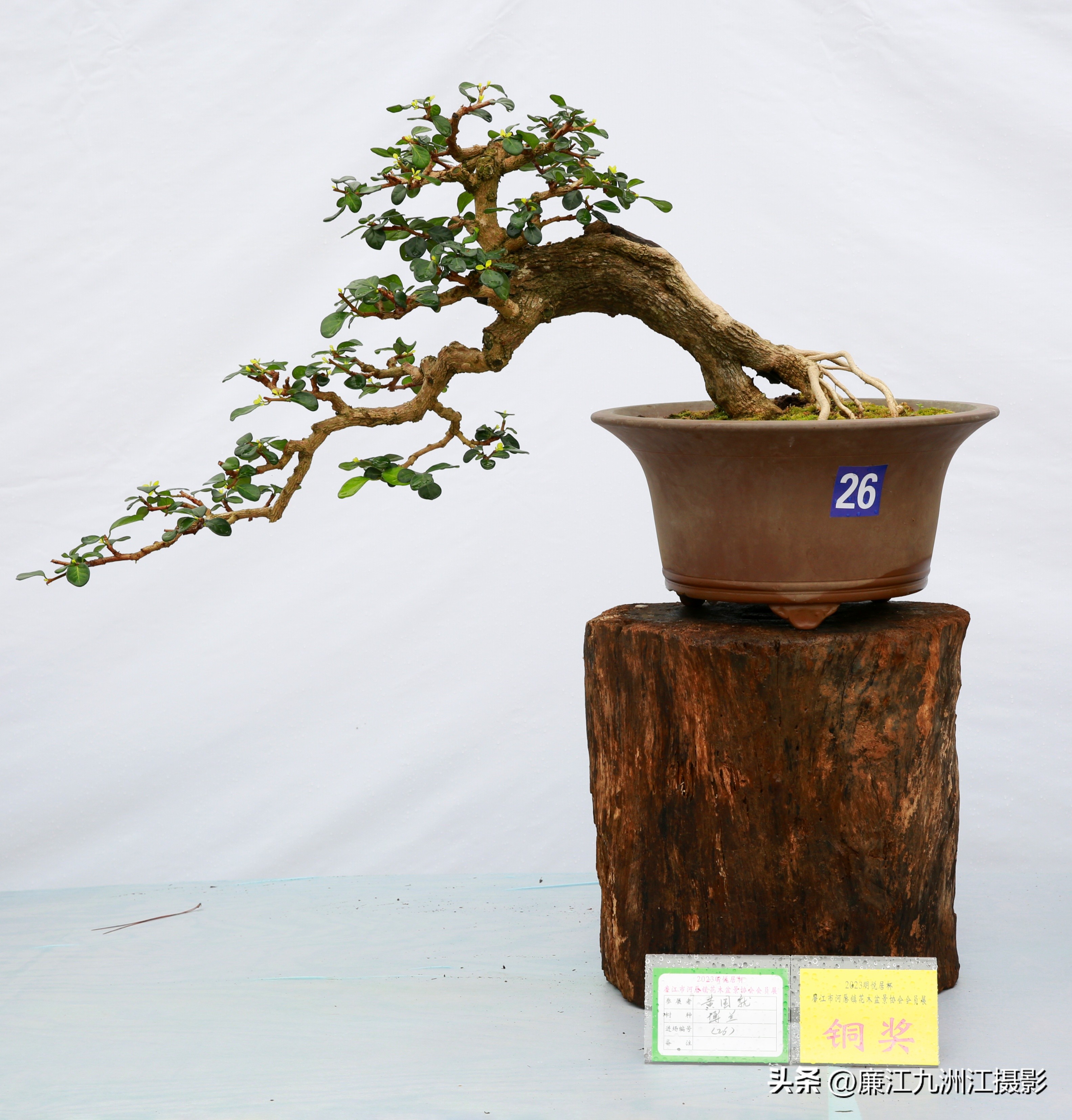 最高端的盆景展,一场惊艳的盆景展