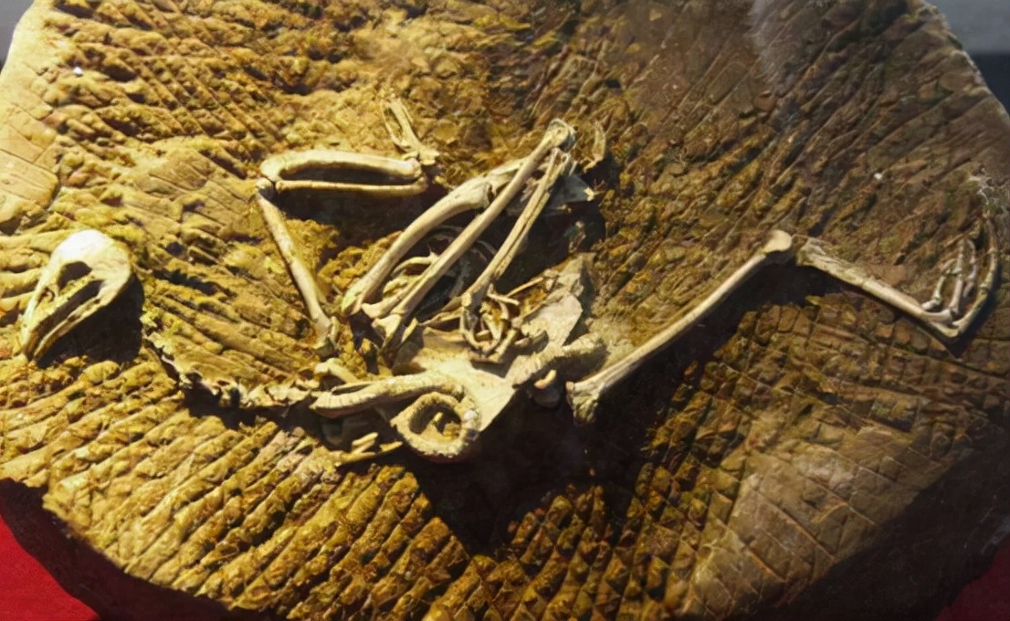 老鹰被鸡咬死,一只老鹰被鸡啄