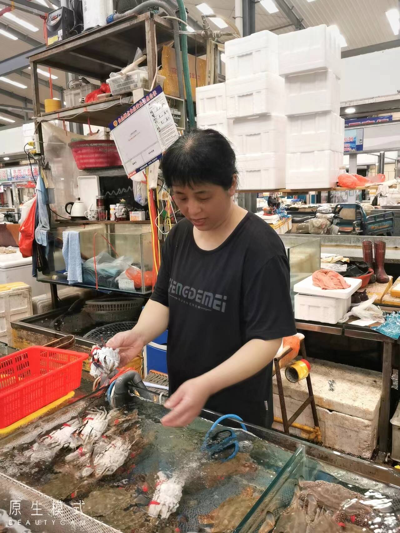 肥美梭子蟹抢鲜上市,梭子蟹活鲜连云港