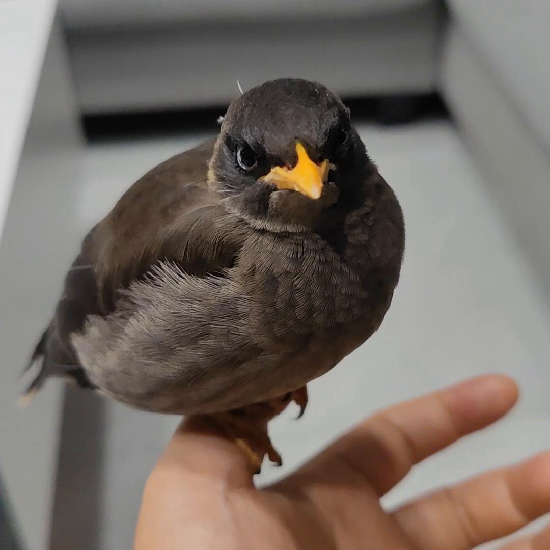 八哥训练日常,八哥训练不会怕人