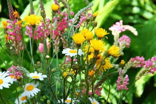 这二十幅极品花卉越看越醉,超好看又耐看的花卉图