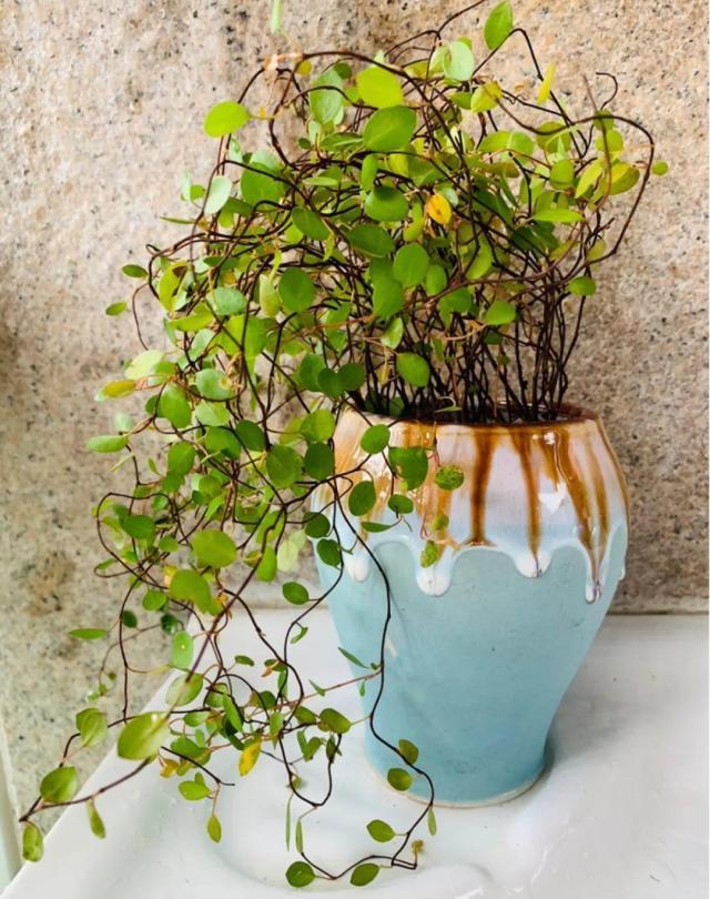 适合室内养的耐阴花和植物,就养这10种耐阴花比绿萝都好养