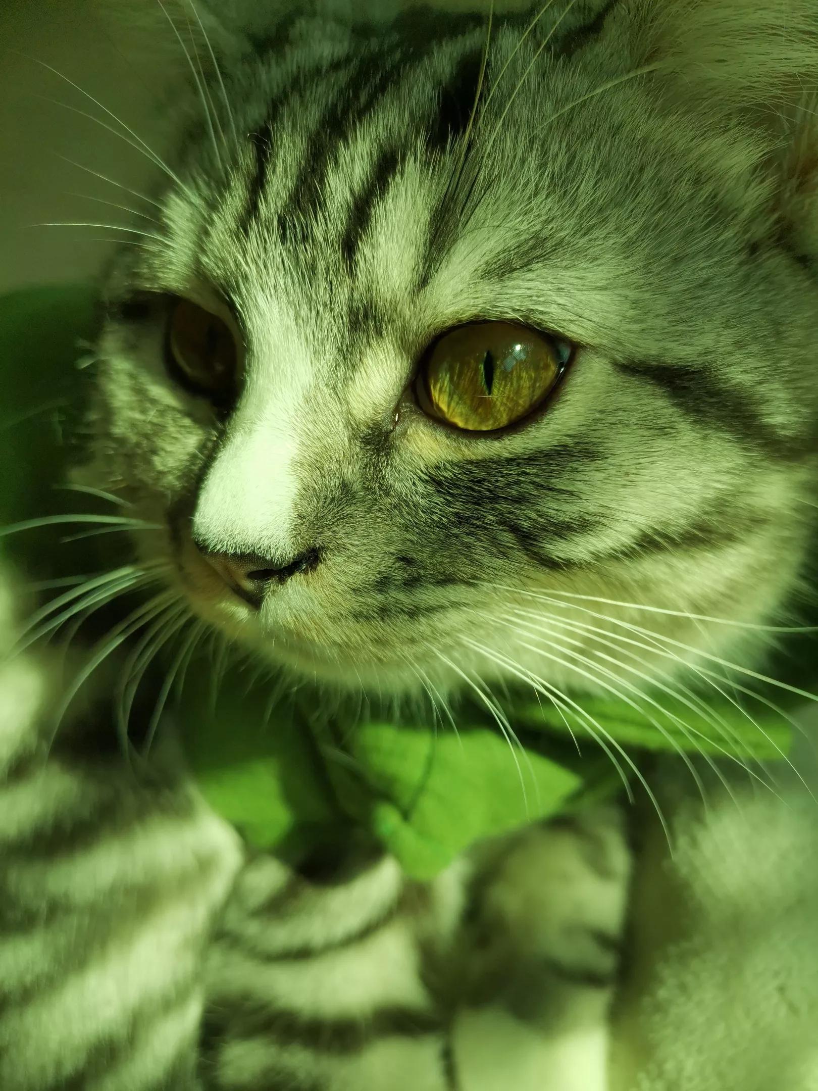 孤傲的美短豆包子猫猫，具有王者之心