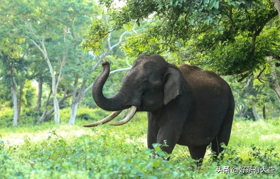 茶语春秋中国茶文化讲了什么,茶话春秋