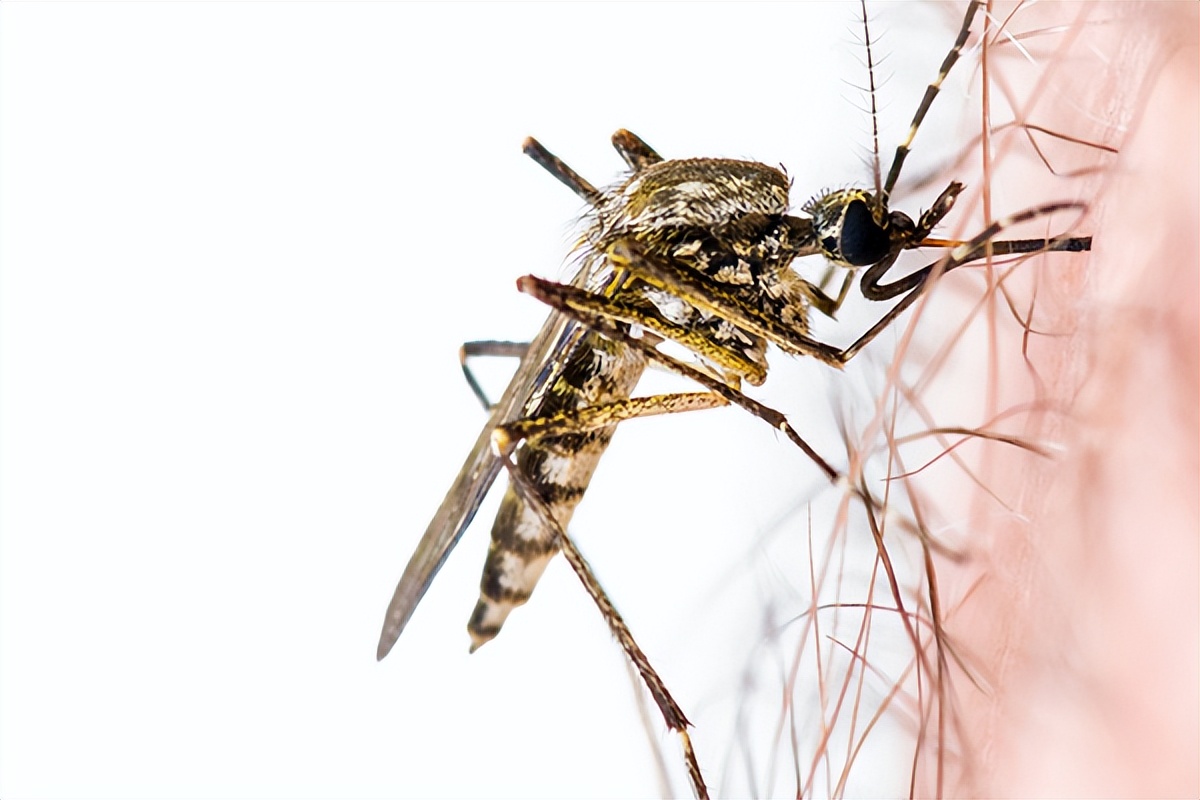 夏季驱除蚊蝇小妙招,夏季蚊虫怎么消灭