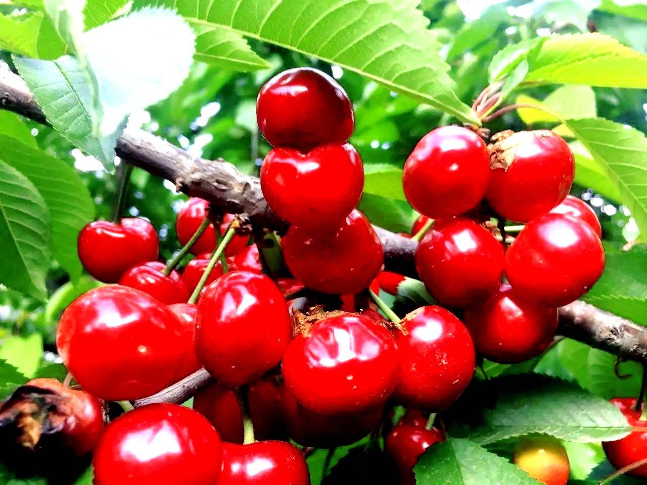 甘肃这边的水果,甘肃的水果少吗