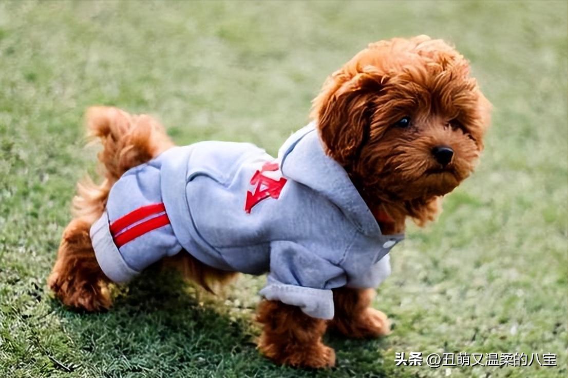 泰迪拉稀最佳治疗方法,成年泰迪突然拉稀带血怎么治疗