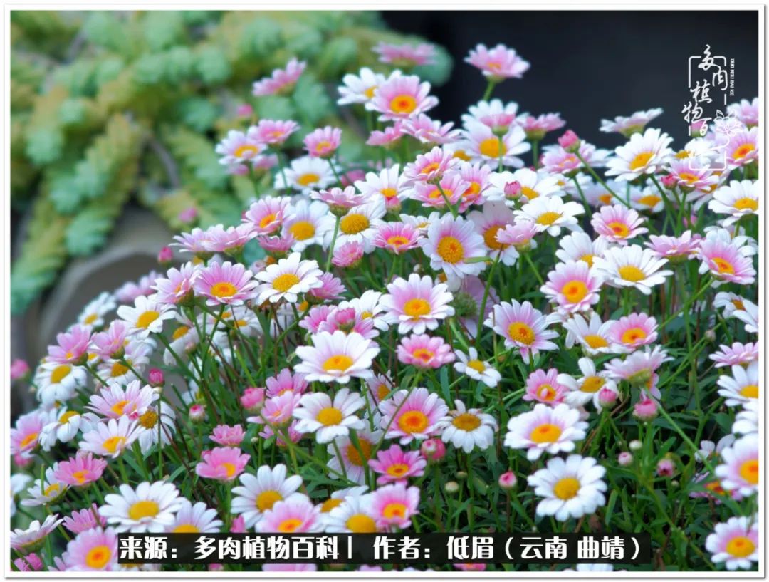 养了8年的多肉,养了七年多肉