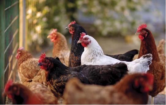 氨基酸维生素矿物质的作用是什么,氨基酸维生素矿物质的作用