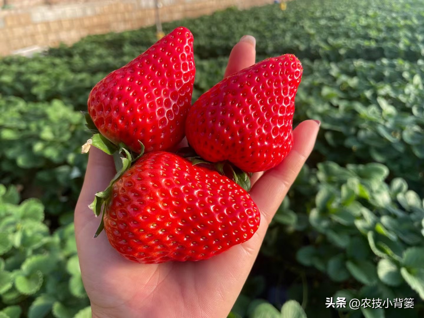 种草莓不要大棚能种植草莓吗,用烂草莓种草莓的正确种植方法