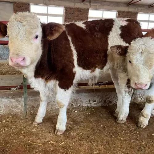 牛羊养殖管理要点总结,春季牛羊常见的病与治疗