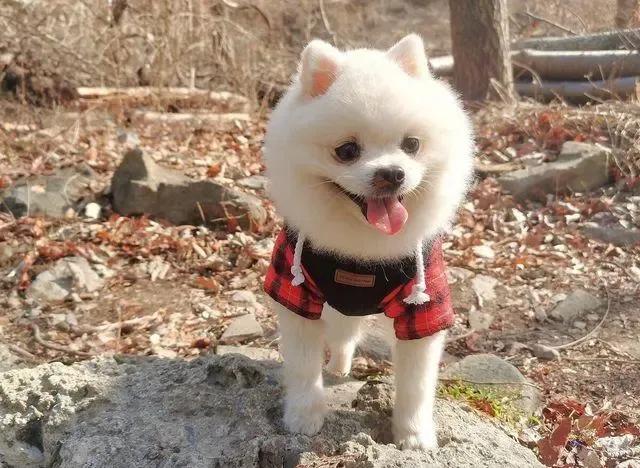 狗子去动物园看见老虎的反应,老虎见到狗子和狗子的反应