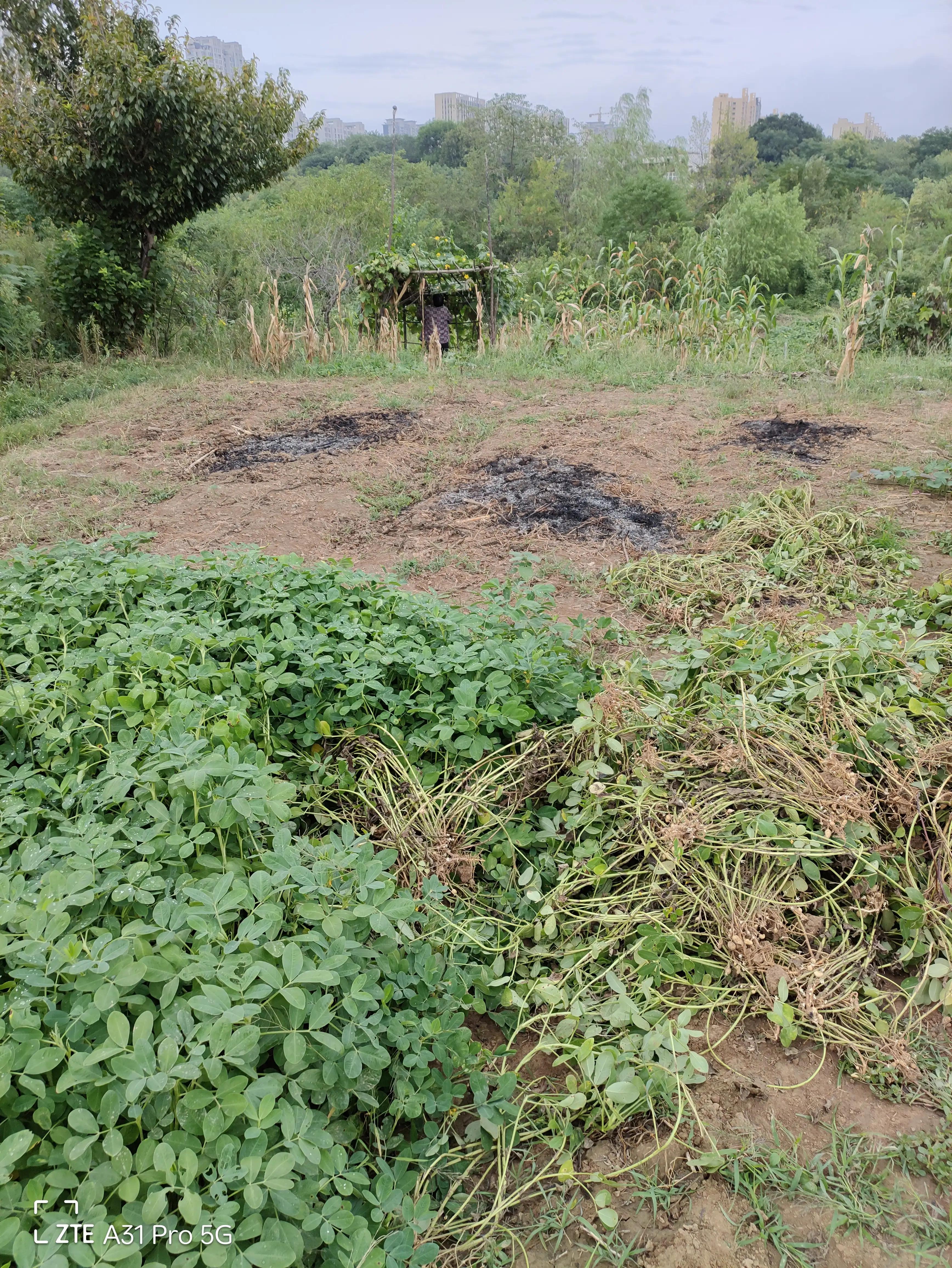 落花生的原名,落花生是什么意思