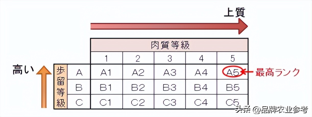 日本和牛和国内卖的和牛有啥区别,日本顶级和牛了解一下
