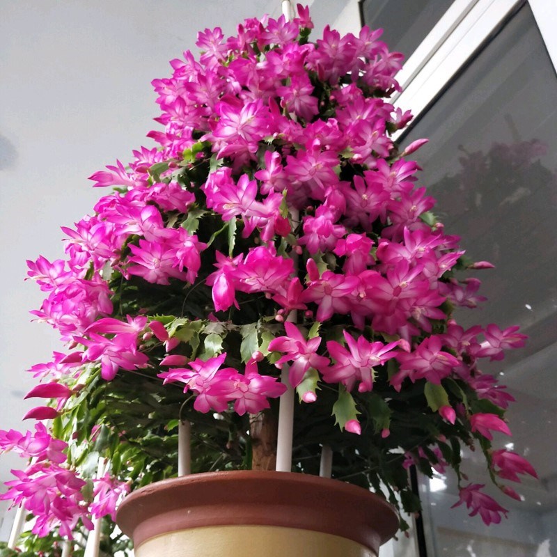 6种年宵花现在买最省钱,年宵花怎么养才旺财