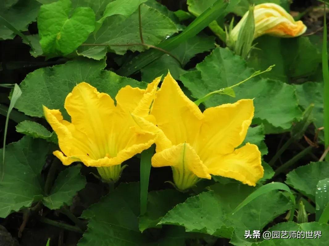 椋熺敤鑺卞崏鐑归オ鎸囧崡,椋熺敤鑺卞崏鍚嶅崟澶у叏