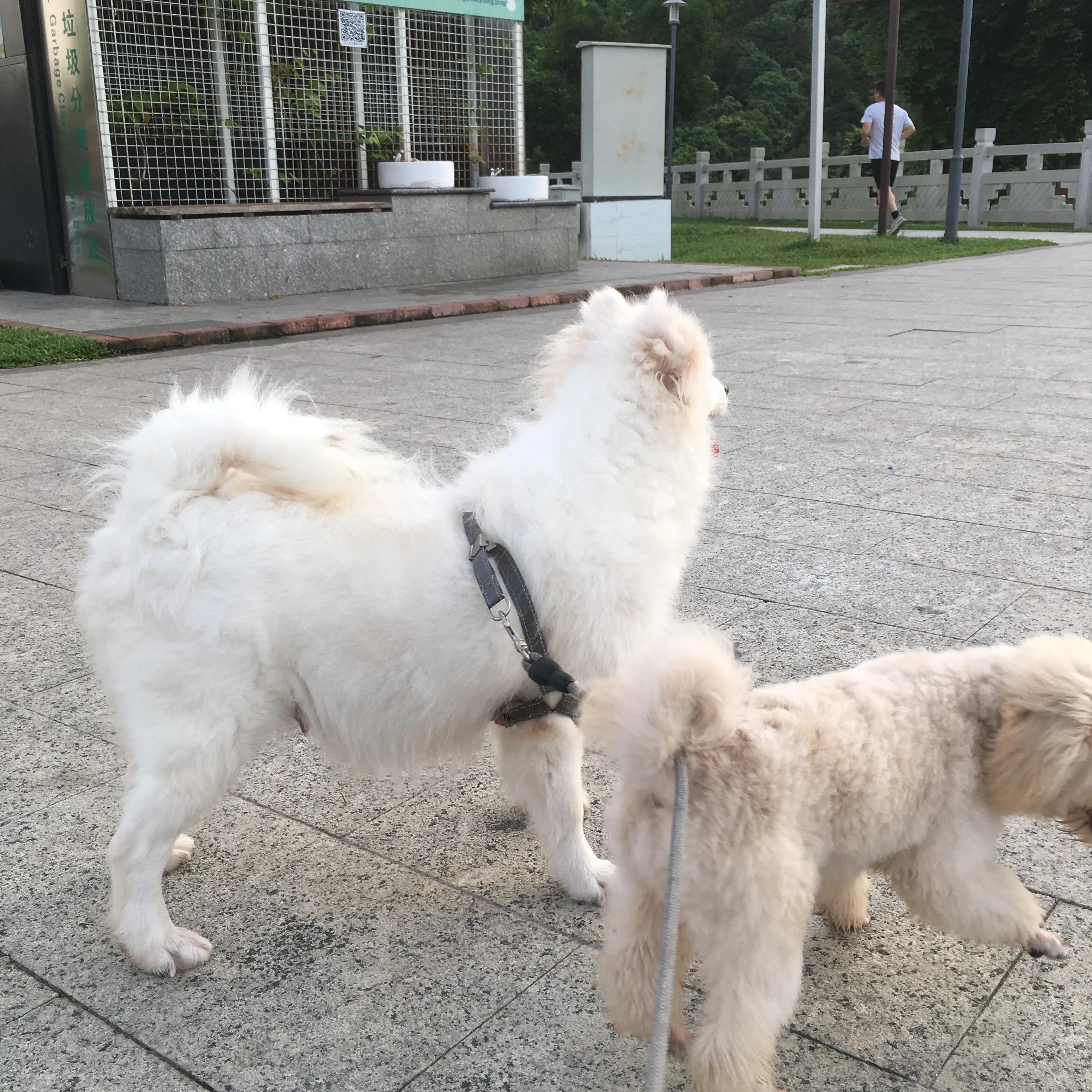 纯种银狐犬出售,纯种银狐犬照片