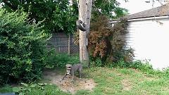 比特犬和二哈哪个厉害,比特犬怎么打不过土狗