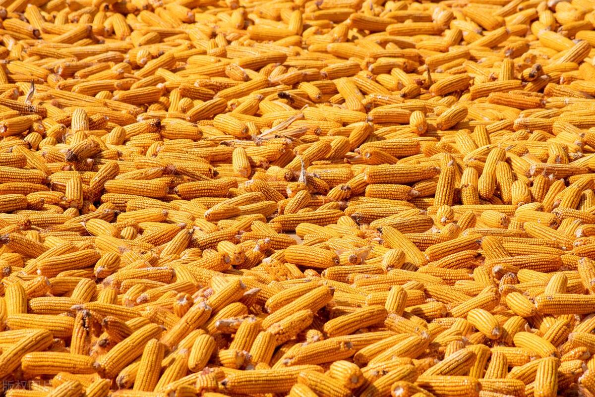 中国玉米市场走向明确,玉米市场迎来转机