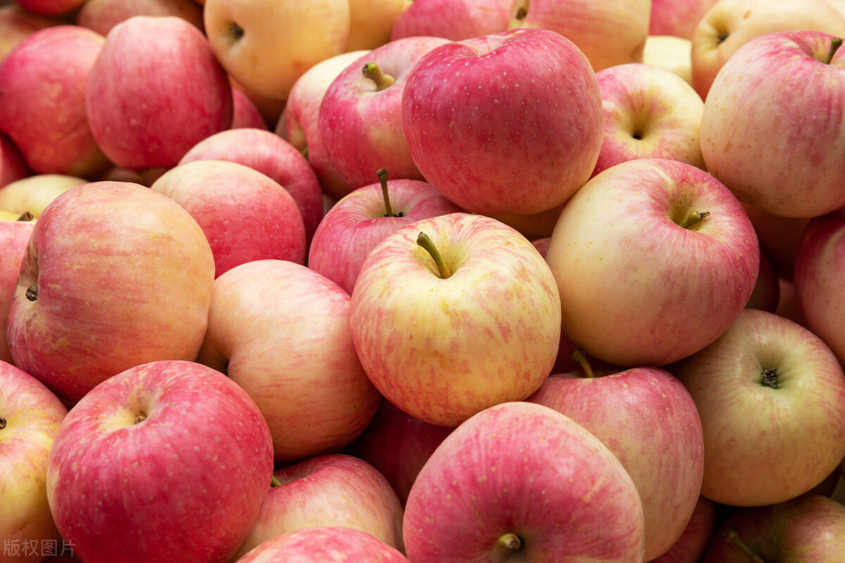 红富士苹果大的好还是小的好,富士苹果条红和片红区别