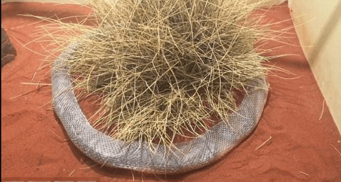 深圳南山区发现巨蛇,深圳惊现巨蛇