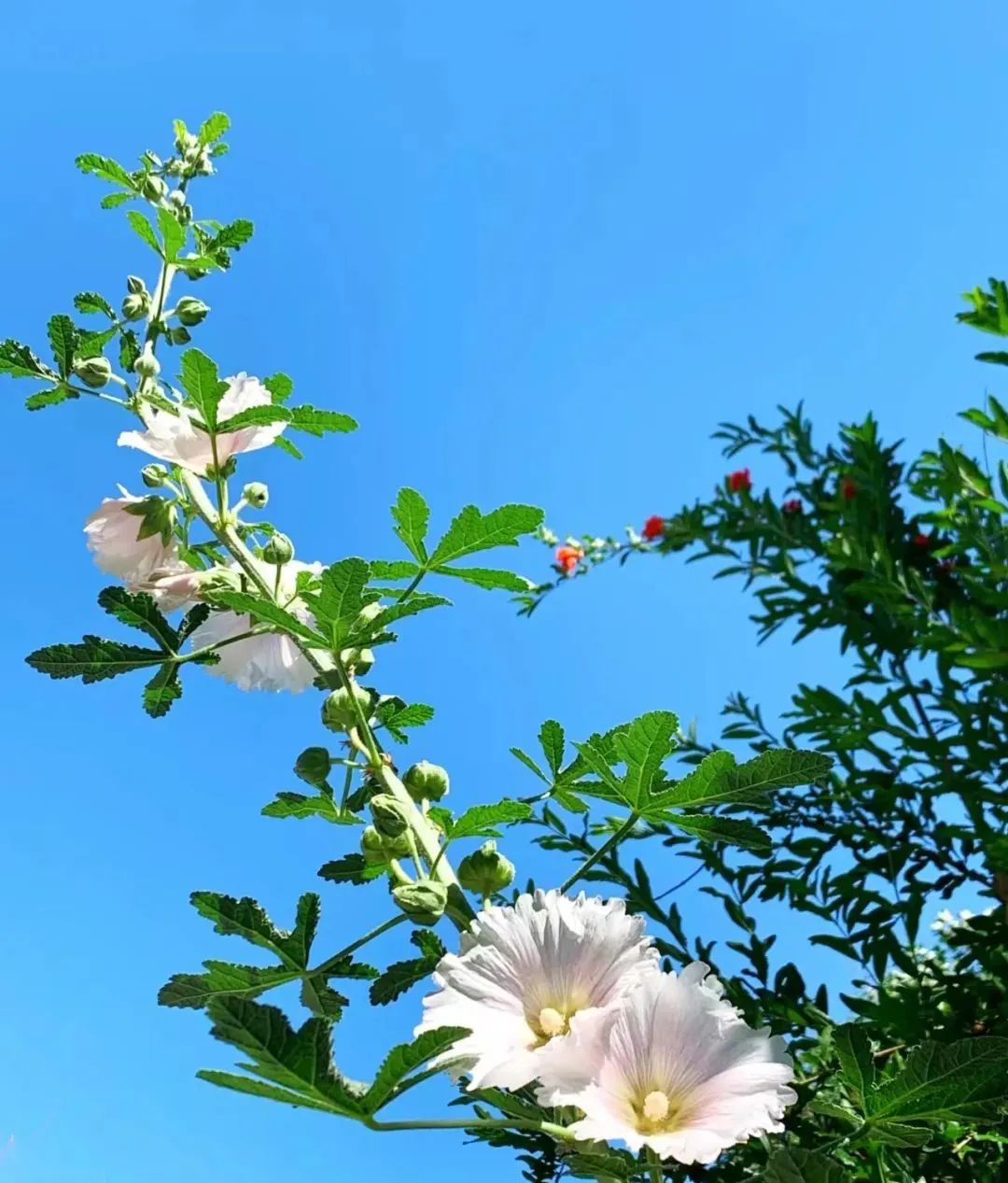 蜀葵属性,蜀葵生命力