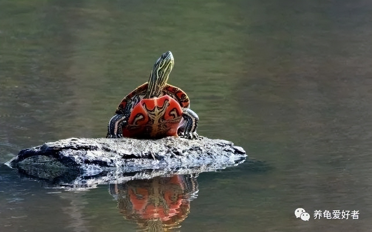 最畅销的龟排行榜,十大最不值得养的龟排名