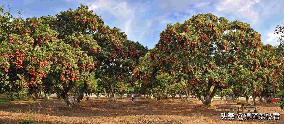 隆林美丽的家乡,镇隆家乡的风景