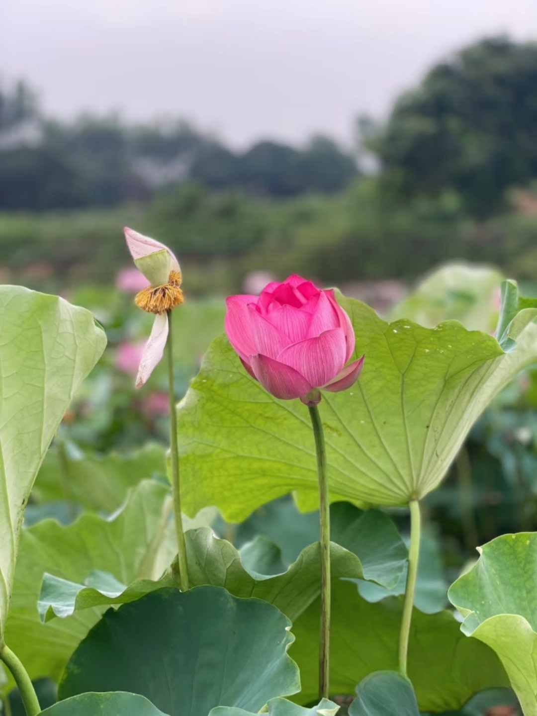 莆田荷花花海,莆田夏天哪里赏荷花