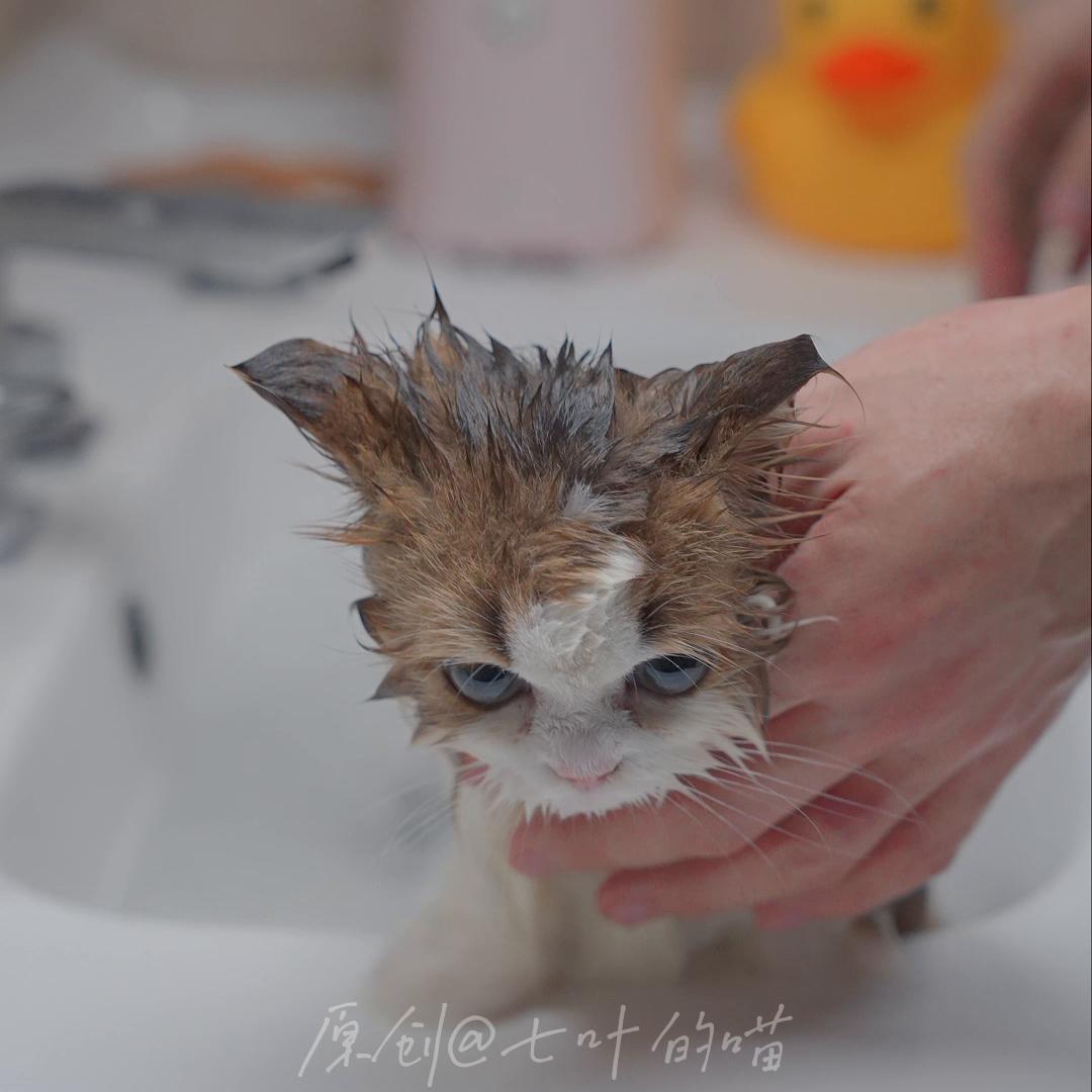 翻新一只大尾巴松鼠猫，他的护肤品比我的还多？！