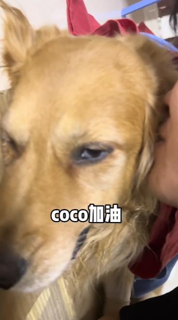 网红金毛coco到底是得了什么病,金毛coco离世原视频