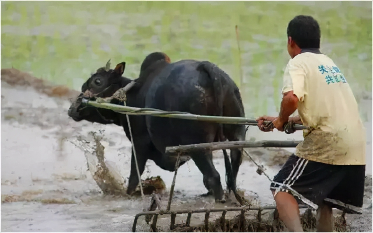 “曹满饿死牛”有没有道理？为什么喂牛的时候要少量多次？