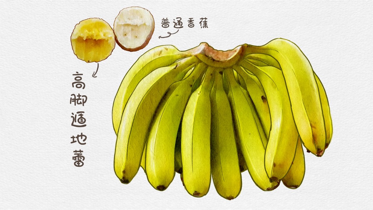 香蕉哪种品种最好吃,怎么挑选香蕉什么样的香蕉好吃