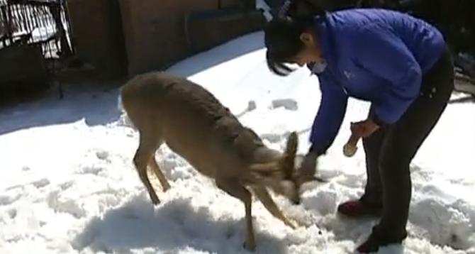 吉林男子救助傻狍子,吉林男子救助动物