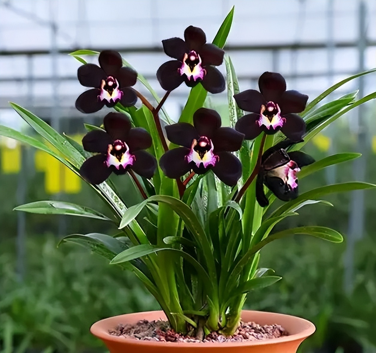 十大怪异兰花品种,兰花最罕见的品种