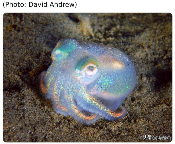 分享33种你可能从未见过的动物