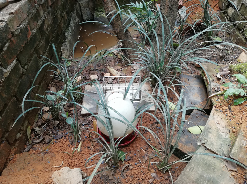 黄缘闭壳龟的公母是由什么决定的,黄缘闭壳龟刚到家躲在土里不出来