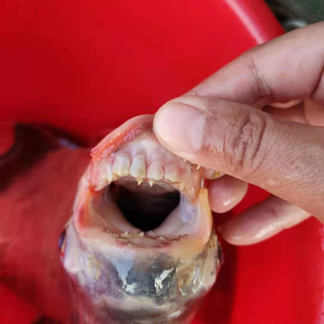 被鱼咬了在线求助！钓友们人均庸医，方案笑死个人