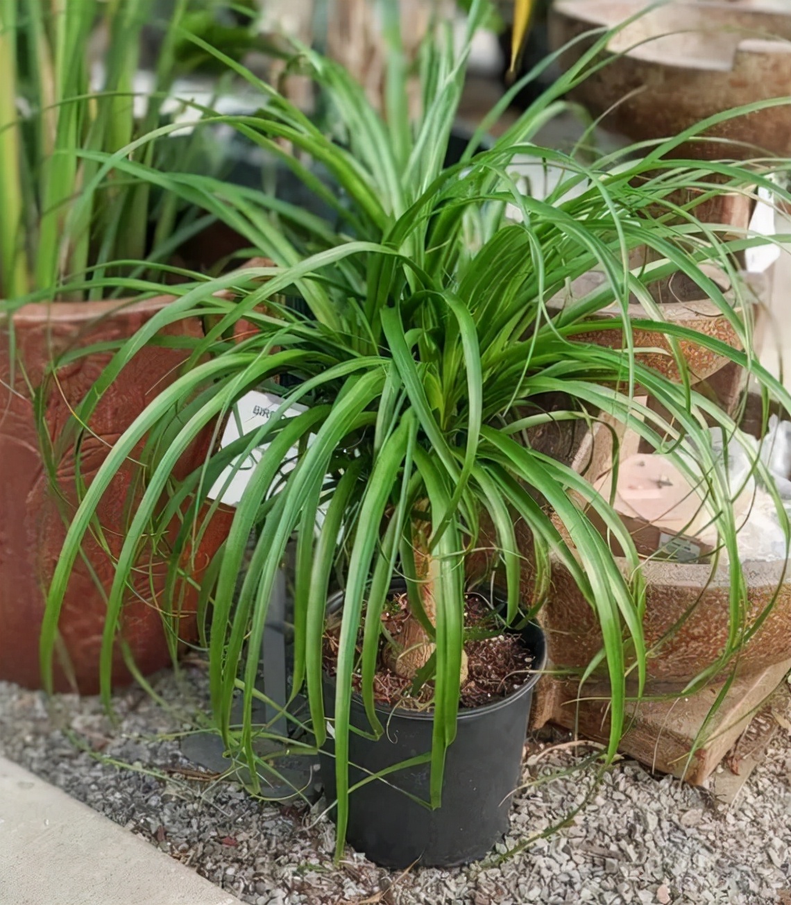 十种净化空气的绿化树,四季好养的吉祥树