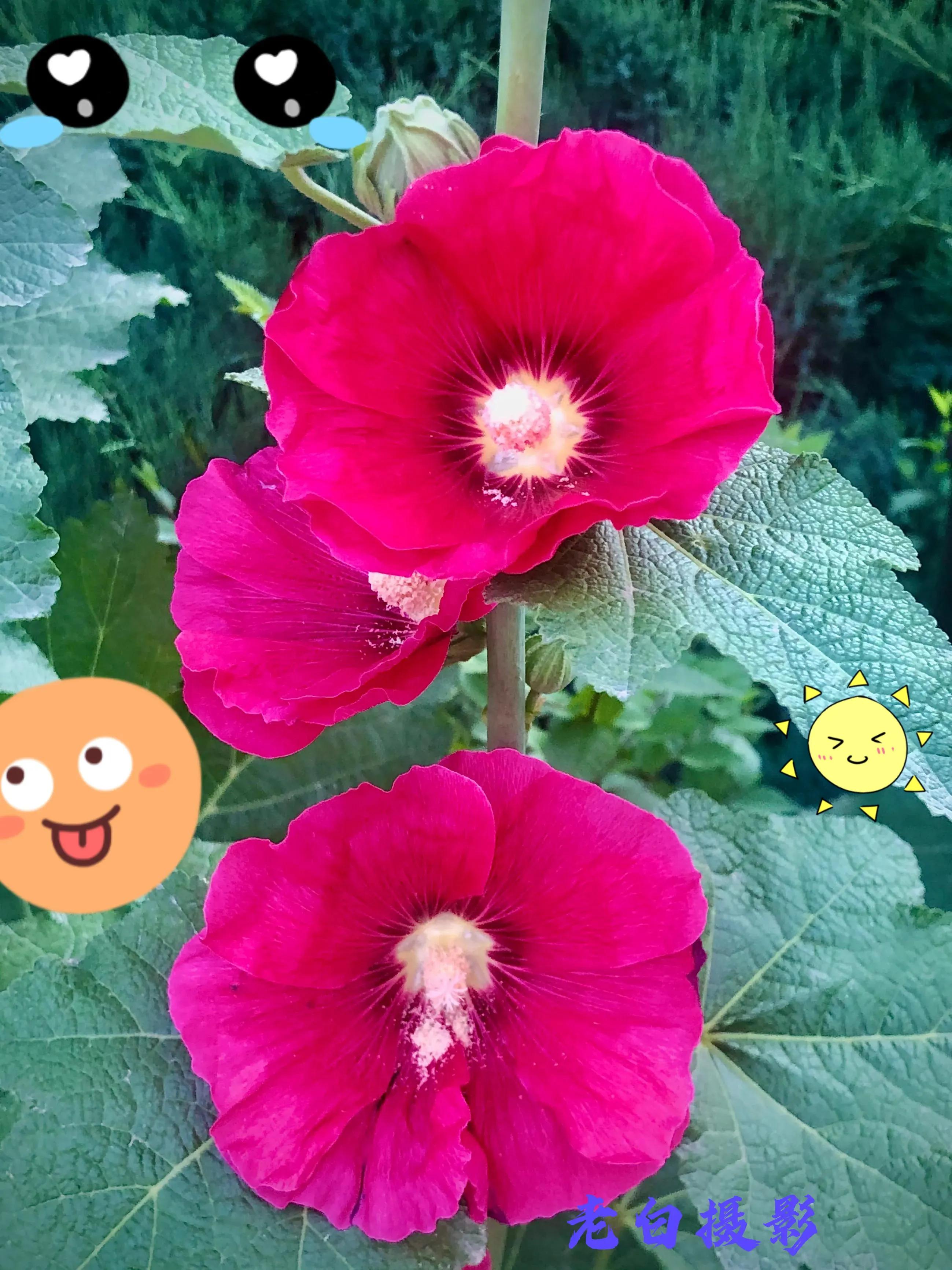 生活的极致就是化繁为简,极简是一种生活态度越简单越精致