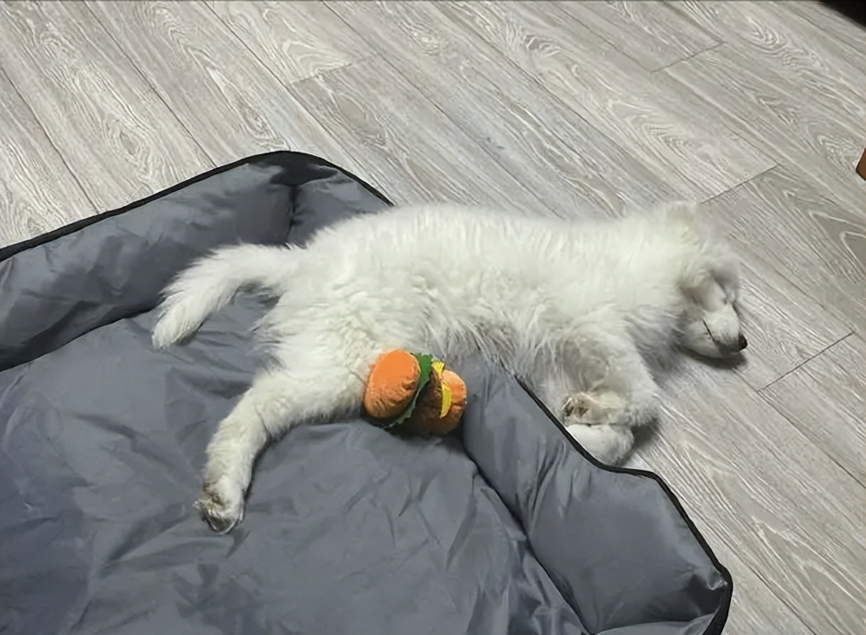 狗狗不睡窝睡地板是什么原因,狗狗睡地板不睡狗窝