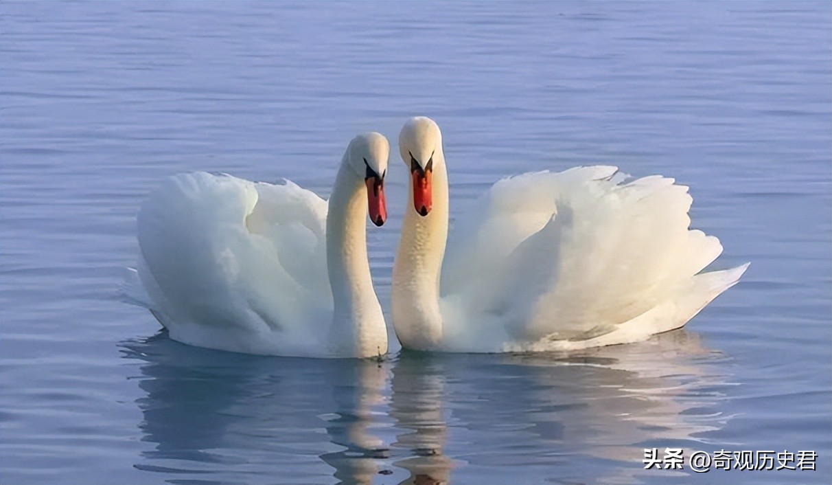 动物和人类行为的研究,有关动物行为的研究