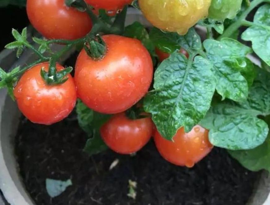 12月家里供暖足，搁阳台养西红柿，埋点肥冬天猛窜个，呼呼结果