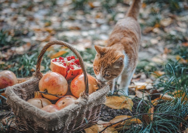 猫咪的味觉和人类的味觉不一样吗,猫咪味觉大全