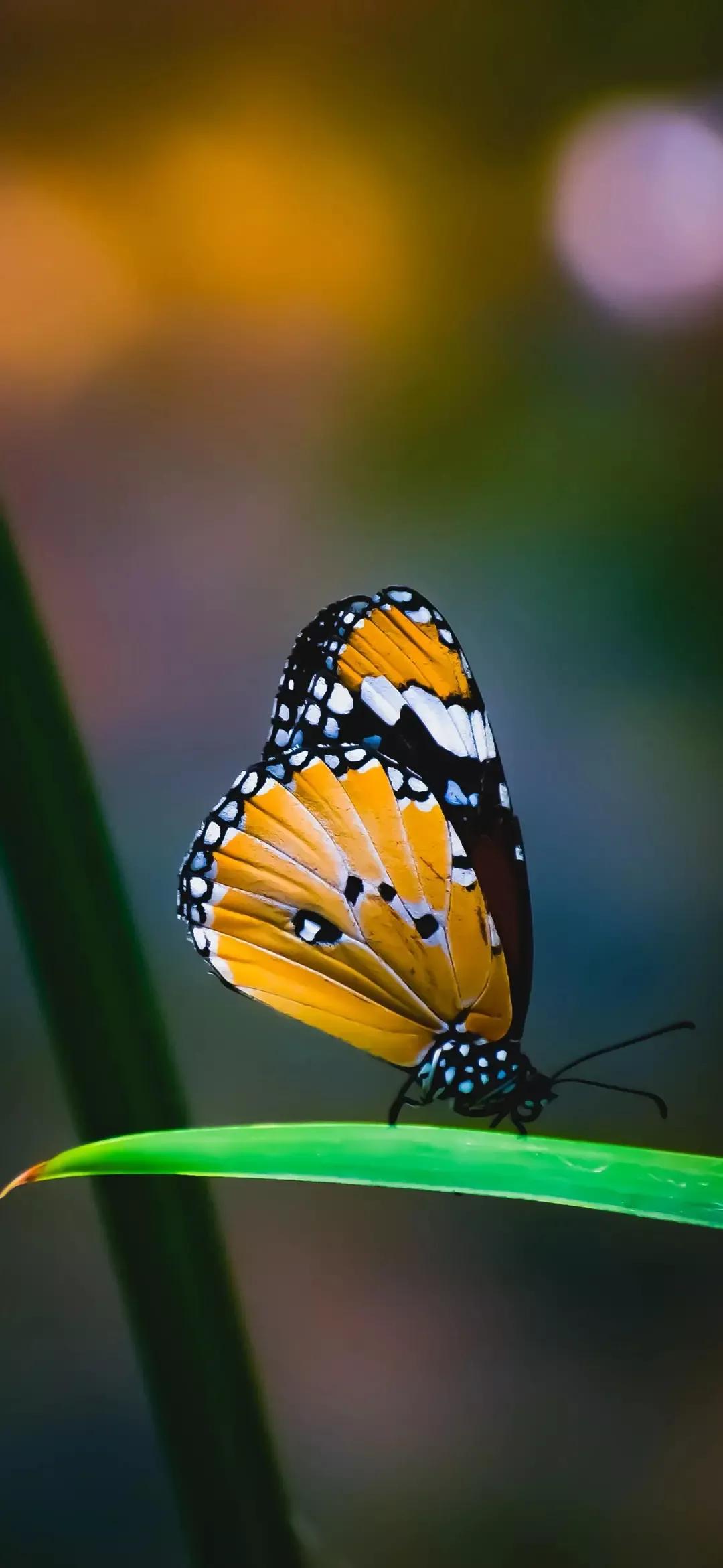 歼20高清壁纸4k全屏无水印,精选壁纸高清无水印高级感