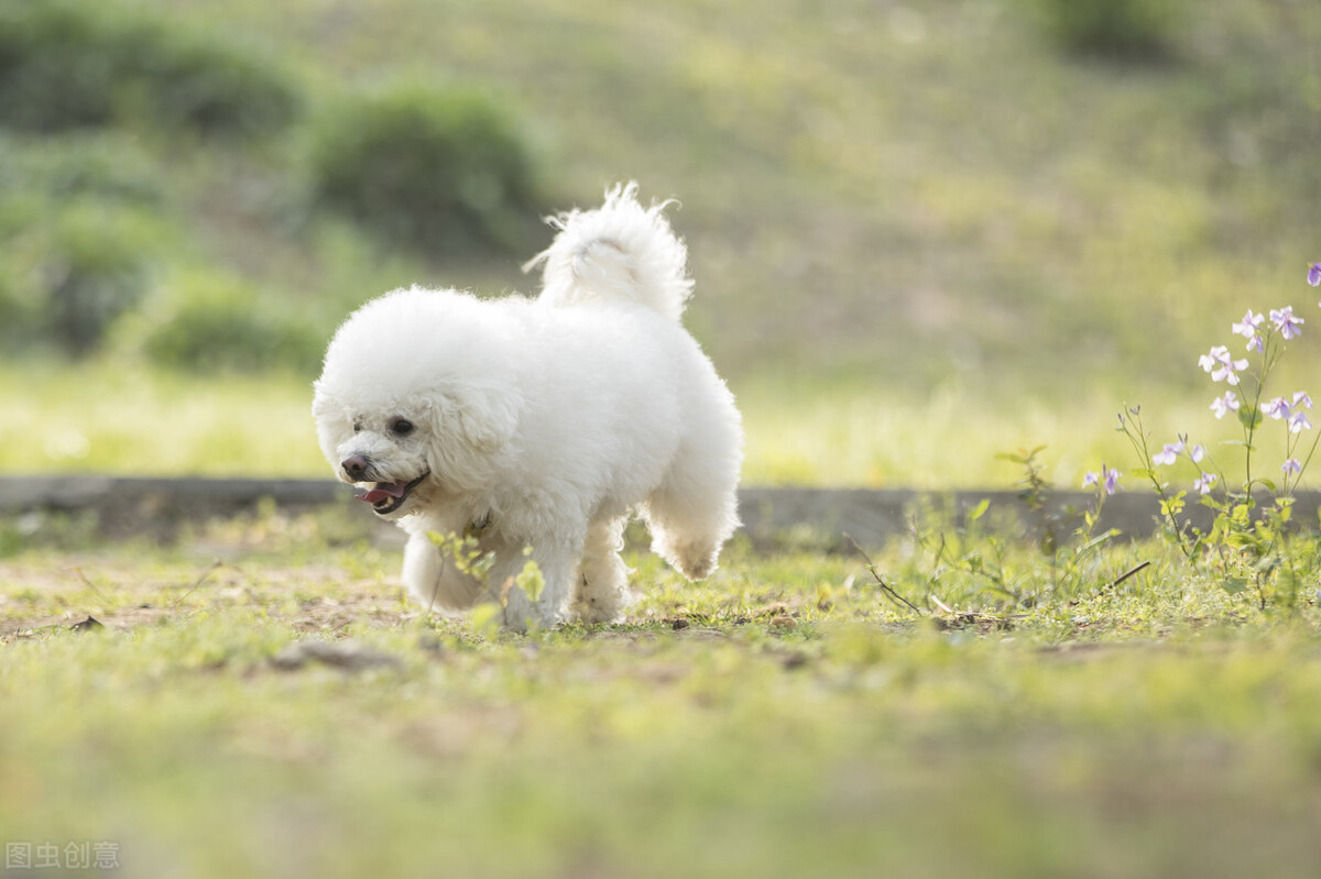 带你的毛孩子来一场说走就走的旅行|广州观音山森林公园篇