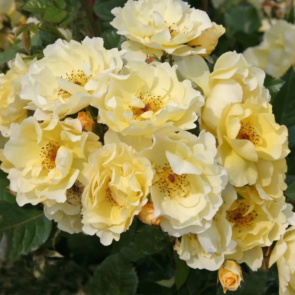 比较鲜又好养的月季品种,最值得养的大花浓香月季品种